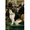 Nesin Defter Çizgisiz - Manet Tarzında