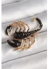 Çelik Gold Renk Siyah Akrep Model Kadın Broş