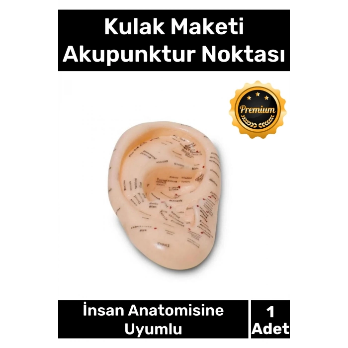 Özel Üretim Kaliteli İnsan Anatomisine Uyumlu Muayene Maket 20Cm Kulak Maketi Akupunktur Noktası