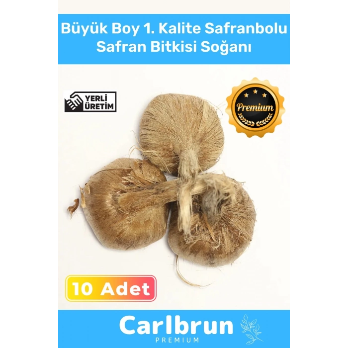 Premium Özel Dikime Hazır Yerli Üretim Büyük Boy 1. Kalite Safranbolu Safran Bitkisi Soğanı 10 Adet