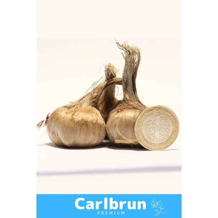 Premium Özel Dikime Hazır Yerli Üretim Büyük Boy 1. Kalite Safranbolu Safran Bitkisi Soğanı 10 Adet