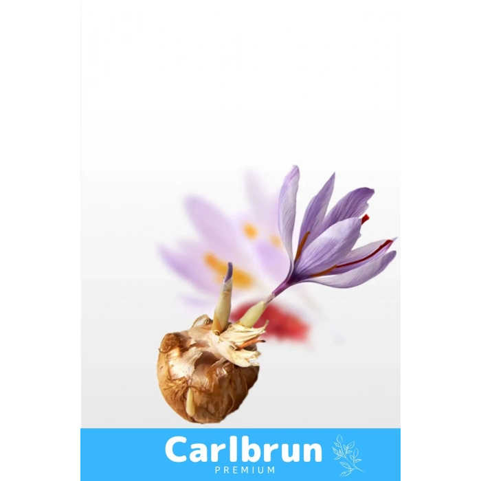 Premium Özel Dikime Hazır Yerli Üretim Büyük Boy 1. Kalite Safranbolu Safran Bitkisi Soğanı 10 Adet