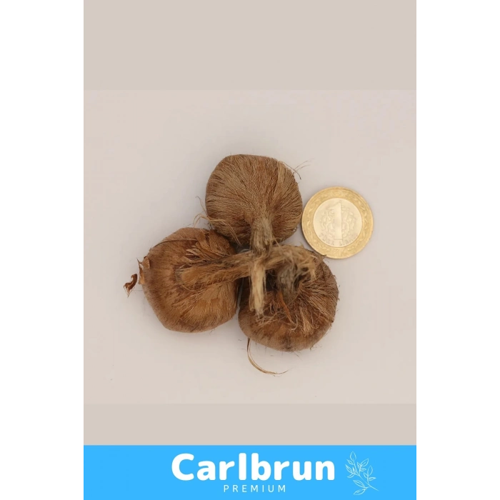 Premium Özel Dikime Hazır Yerli Üretim Büyük Boy 1. Kalite Safranbolu Safran Bitkisi Soğanı 10 Adet