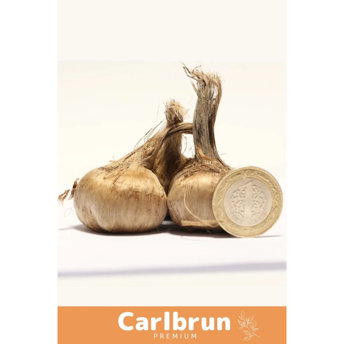 Premium Özel Dikime Hazır Yerli Üretim Büyük Boy 1. Kalite Safranbolu Safran Bitkisi Soğanı - 5 Adet