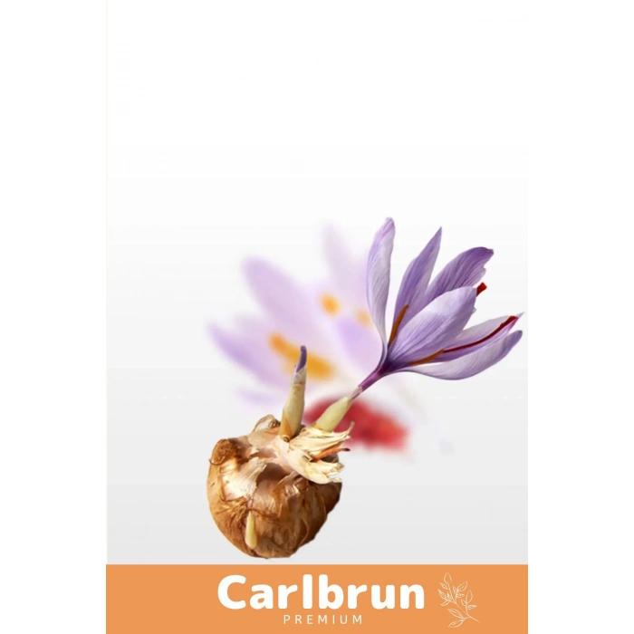 Premium Özel Dikime Hazır Yerli Üretim Büyük Boy 1. Kalite Safranbolu Safran Bitkisi Soğanı - 5 Adet