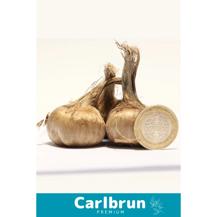 Premium Özel Dikime Hazır Yerli Üretim Büyük Boy 1. Kalite Safranbolu Safran Bitkisi Soğanı 2 Adet
