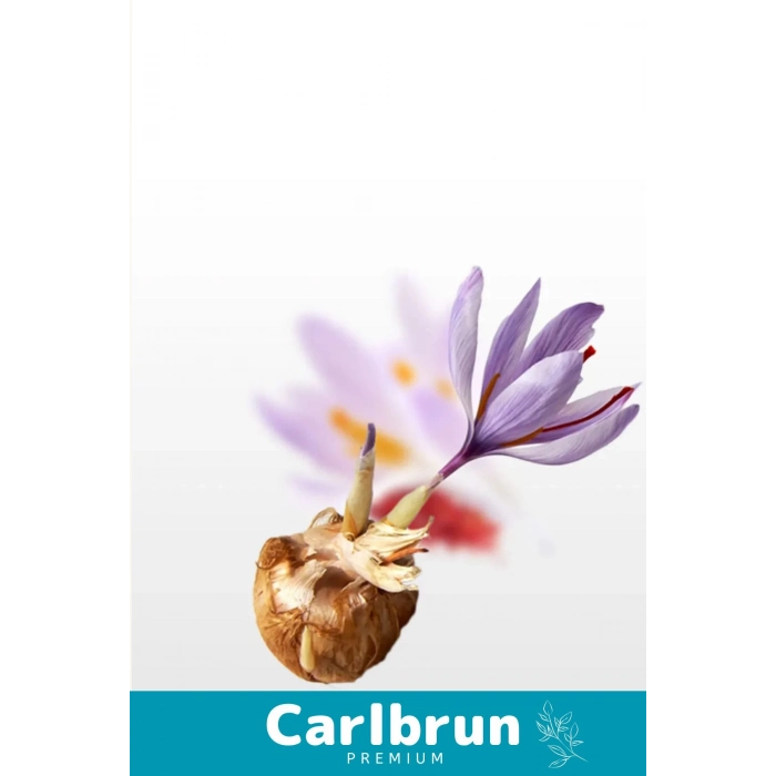 Premium Özel Dikime Hazır Yerli Üretim Büyük Boy 1. Kalite Safranbolu Safran Bitkisi Soğanı 2 Adet