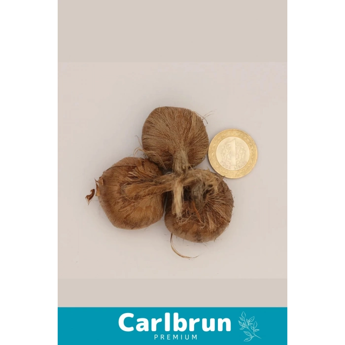 Premium Özel Dikime Hazır Yerli Üretim Büyük Boy 1. Kalite Safranbolu Safran Bitkisi Soğanı 2 Adet