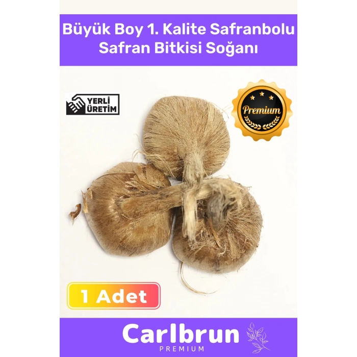 Premium Özel Dikime Hazır Yerli Üretim Büyük Boy 1. Kalite Safranbolu Safran Bitkisi Soğanı - 1 Adet
