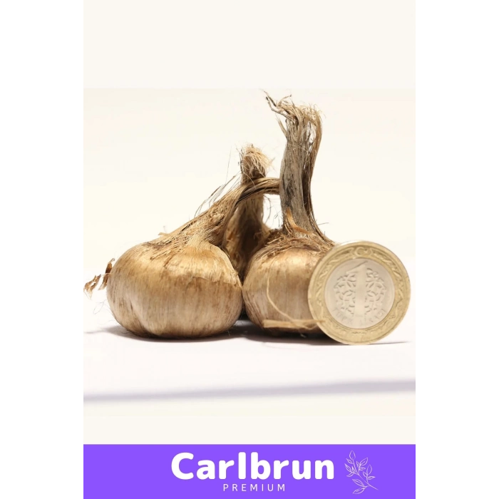 Premium Özel Dikime Hazır Yerli Üretim Büyük Boy 1. Kalite Safranbolu Safran Bitkisi Soğanı - 1 Adet