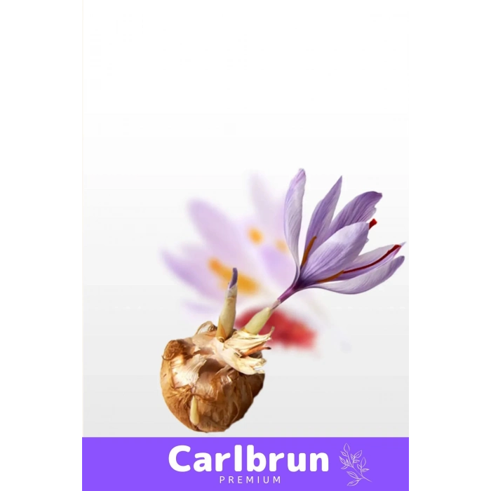 Premium Özel Dikime Hazır Yerli Üretim Büyük Boy 1. Kalite Safranbolu Safran Bitkisi Soğanı - 1 Adet