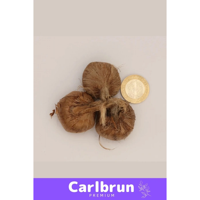 Premium Özel Dikime Hazır Yerli Üretim Büyük Boy 1. Kalite Safranbolu Safran Bitkisi Soğanı - 1 Adet