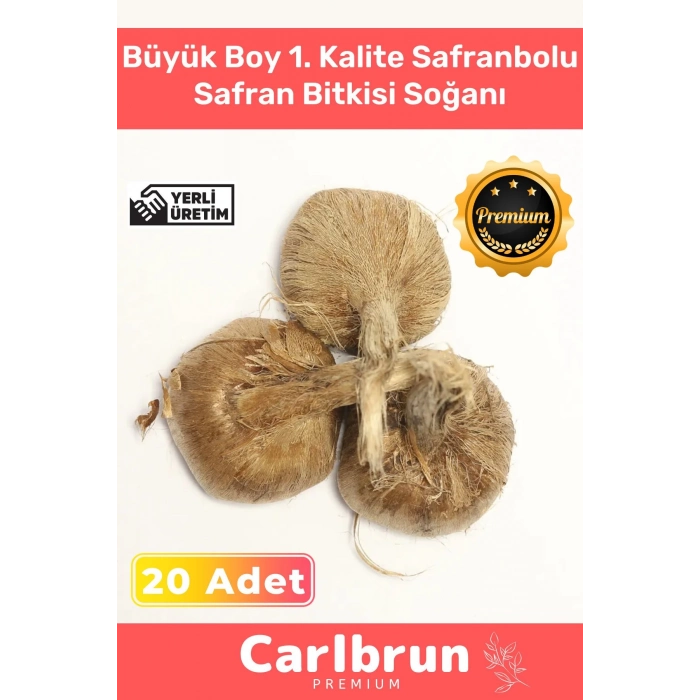 Premium Özel Dikime Hazır Yerli Üretim Büyük Boy 1. Kalite Safranbolu Safran Bitkisi Soğanı 20 Adet