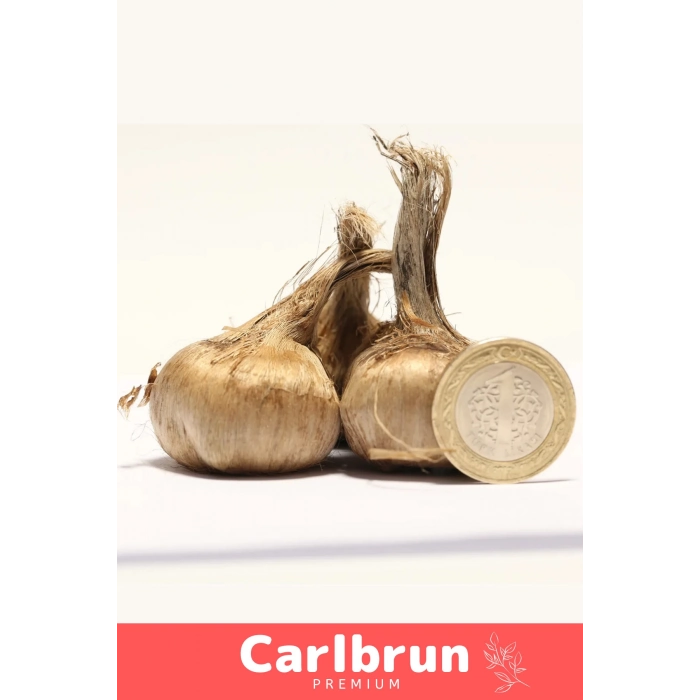 Premium Özel Dikime Hazır Yerli Üretim Büyük Boy 1. Kalite Safranbolu Safran Bitkisi Soğanı 20 Adet