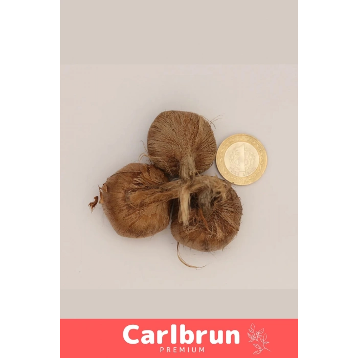 Premium Özel Dikime Hazır Yerli Üretim Büyük Boy 1. Kalite Safranbolu Safran Bitkisi Soğanı 20 Adet