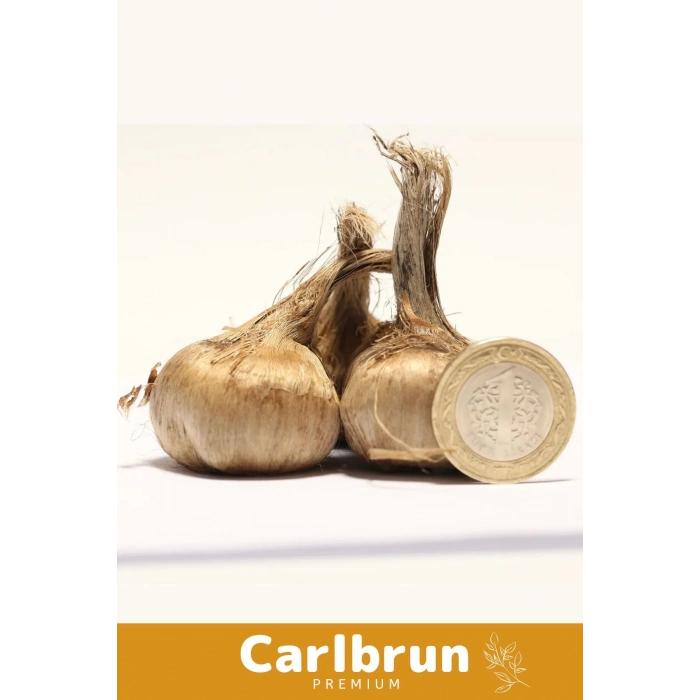 Premium Özel Dikime Hazır Yerli Üretim Büyük Boy 1. Kalite Safranbolu Safran Bitkisi Soğanı 50 Adet