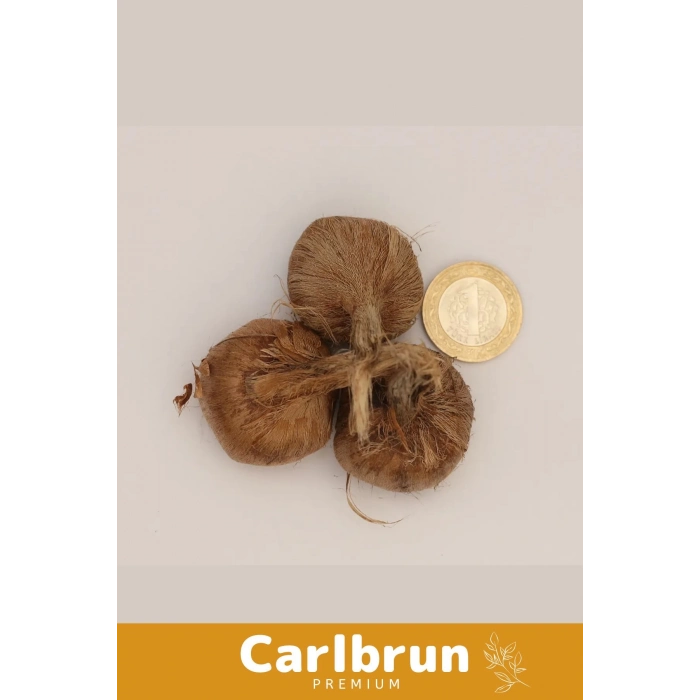 Premium Özel Dikime Hazır Yerli Üretim Büyük Boy 1. Kalite Safranbolu Safran Bitkisi Soğanı 50 Adet