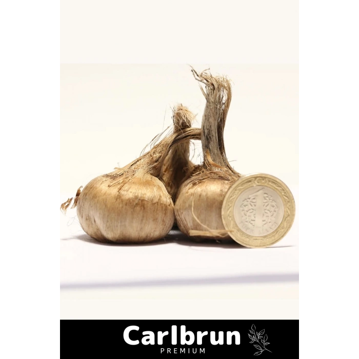 Premium Özel Dikime Hazır Yerli Üretim Büyük Boy 1. Kalite Safranbolu Safran Bitkisi Soğanı 100 Adet