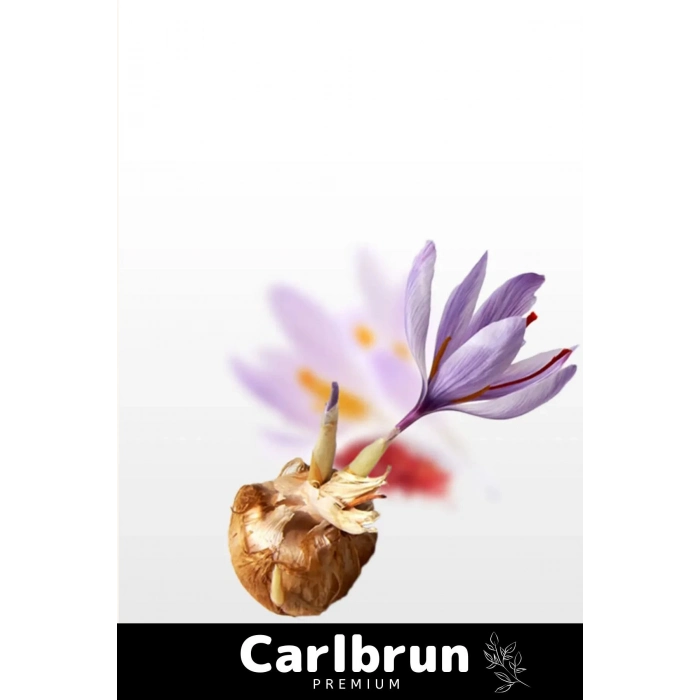 Premium Özel Dikime Hazır Yerli Üretim Büyük Boy 1. Kalite Safranbolu Safran Bitkisi Soğanı 100 Adet