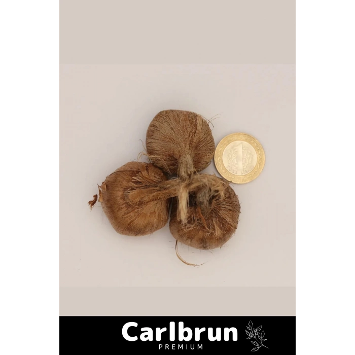 Premium Özel Dikime Hazır Yerli Üretim Büyük Boy 1. Kalite Safranbolu Safran Bitkisi Soğanı 100 Adet