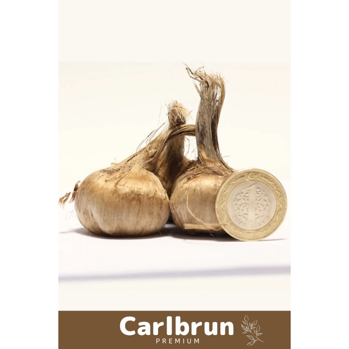 Premium Özel Dikime Hazır Yerli Üretim Büyük Boy 1. Kalite Safranbolu Safran Bitkisi Soğanı - 3 Adet