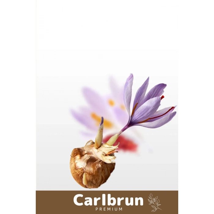 Premium Özel Dikime Hazır Yerli Üretim Büyük Boy 1. Kalite Safranbolu Safran Bitkisi Soğanı - 3 Adet