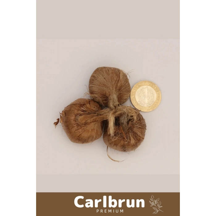 Premium Özel Dikime Hazır Yerli Üretim Büyük Boy 1. Kalite Safranbolu Safran Bitkisi Soğanı - 3 Adet