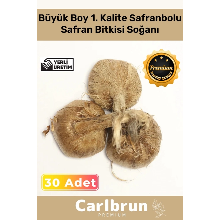 Premium Özel Dikime Hazır Yerli Üretim Büyük Boy 1. Kalite Safranbolu Safran Bitkisi Soğanı 30 Adet