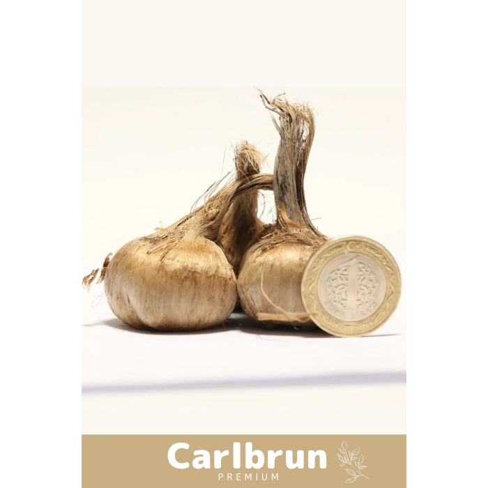 Premium Özel Dikime Hazır Yerli Üretim Büyük Boy 1. Kalite Safranbolu Safran Bitkisi Soğanı 30 Adet