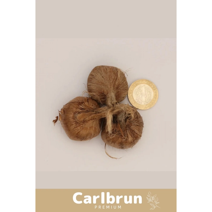 Premium Özel Dikime Hazır Yerli Üretim Büyük Boy 1. Kalite Safranbolu Safran Bitkisi Soğanı 30 Adet