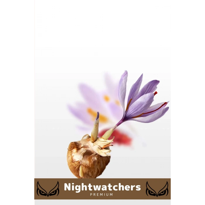 Deluxe Özel Dikime Hazır Yerli Üretim Büyük Boy 1. Kalite Safranbolu Safran Bitkisi Soğanı - 3 Adet