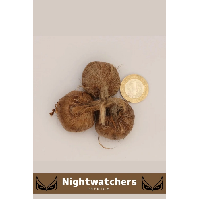 Deluxe Özel Dikime Hazır Yerli Üretim Büyük Boy 1. Kalite Safranbolu Safran Bitkisi Soğanı - 3 Adet