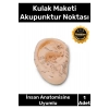 Özel Üretim Kaliteli İnsan Anatomisine Uyumlu Muayene Maket 20Cm Kulak Maketi Akupunktur Noktası