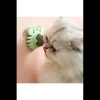 #Petshop Yapışkanlı Doğal Nane Etkili Diş Temizleme Özellikli Sağlıklı Yengeç Kedi Otu Oyun Topu