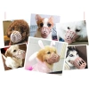 Özel Üretim Dayanıklı Plastik Ayarlanabilir Kayış Konforlu Güvenli Köpek Koruma Ağızlığı 7li Set