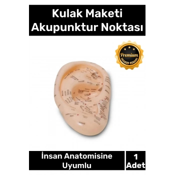 Özel Üretim Kaliteli İnsan Anatomisine Uyumlu Muayene Maket 20Cm Kulak Maketi Akupunktur Noktası