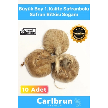 Premium Özel Dikime Hazır Yerli Üretim Büyük Boy 1. Kalite Safranbolu Safran Bitkisi Soğanı 10 Adet