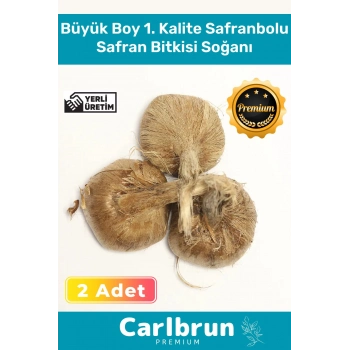 Premium Özel Dikime Hazır Yerli Üretim Büyük Boy 1. Kalite Safranbolu Safran Bitkisi Soğanı 2 Adet