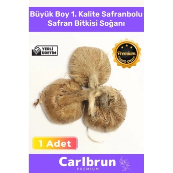 Premium Özel Dikime Hazır Yerli Üretim Büyük Boy 1. Kalite Safranbolu Safran Bitkisi Soğanı - 1 Adet