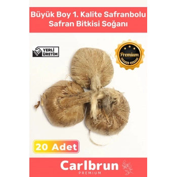 Premium Özel Dikime Hazır Yerli Üretim Büyük Boy 1. Kalite Safranbolu Safran Bitkisi Soğanı 20 Adet