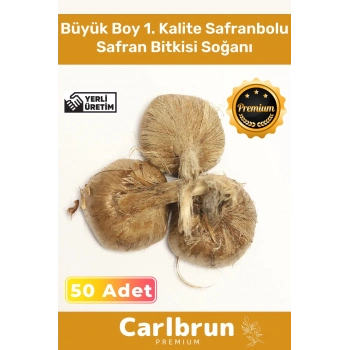 Premium Özel Dikime Hazır Yerli Üretim Büyük Boy 1. Kalite Safranbolu Safran Bitkisi Soğanı 50 Adet