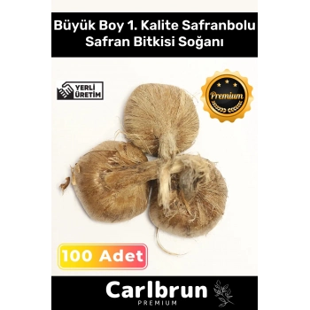 Premium Özel Dikime Hazır Yerli Üretim Büyük Boy 1. Kalite Safranbolu Safran Bitkisi Soğanı 100 Adet