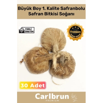 Premium Özel Dikime Hazır Yerli Üretim Büyük Boy 1. Kalite Safranbolu Safran Bitkisi Soğanı 30 Adet