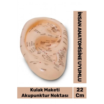 Özel Üretim Kırılmaz Sert Plastik İnsan Anatomisine Uyumlu Muayene 22cm Akupunktur Kulak Maketi
