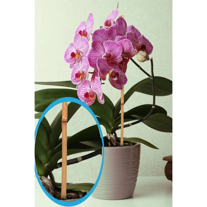 Bitki Destek Çubuğu Bambu | 90 cm 15 Adet Kamış Kargı Bitki Destek Çubukları