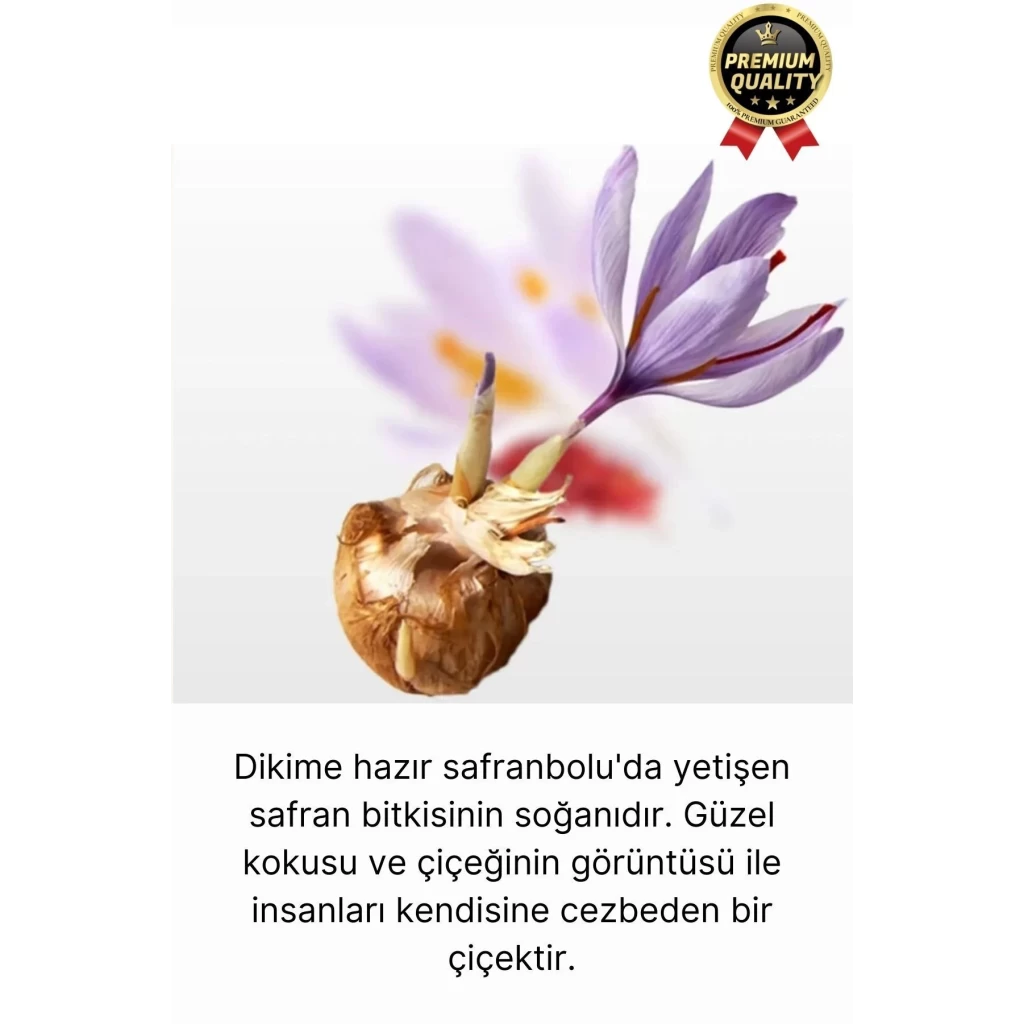 Özel Yerli Üretim Dikime Hazır Büyük Boy 1. Kalite Efsane Safranbolu Safran Soğanı Bitkisi - 1 Adet