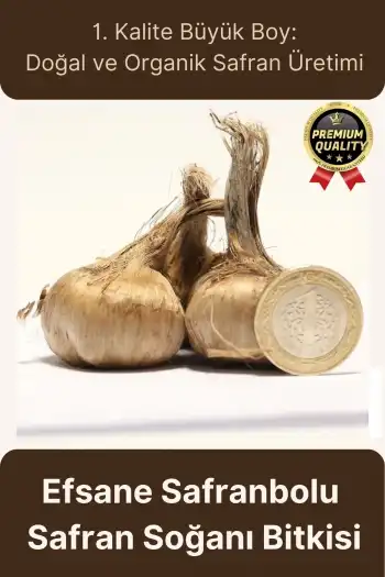 Özel Yerli Üretim Dikime Hazır Büyük Boy 1. Kalite Efsane Safranbolu Safran Soğanı Bitkisi - 1 Adet