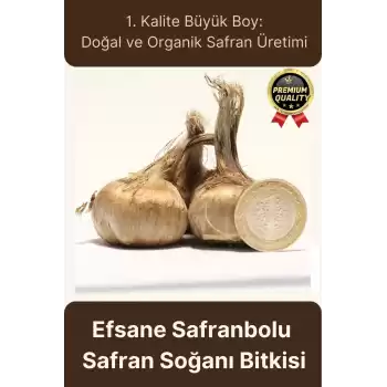 Özel Yerli Üretim Dikime Hazır Büyük Boy 1. Kalite Efsane Safranbolu Safran Soğanı Bitkisi - 1 Adet