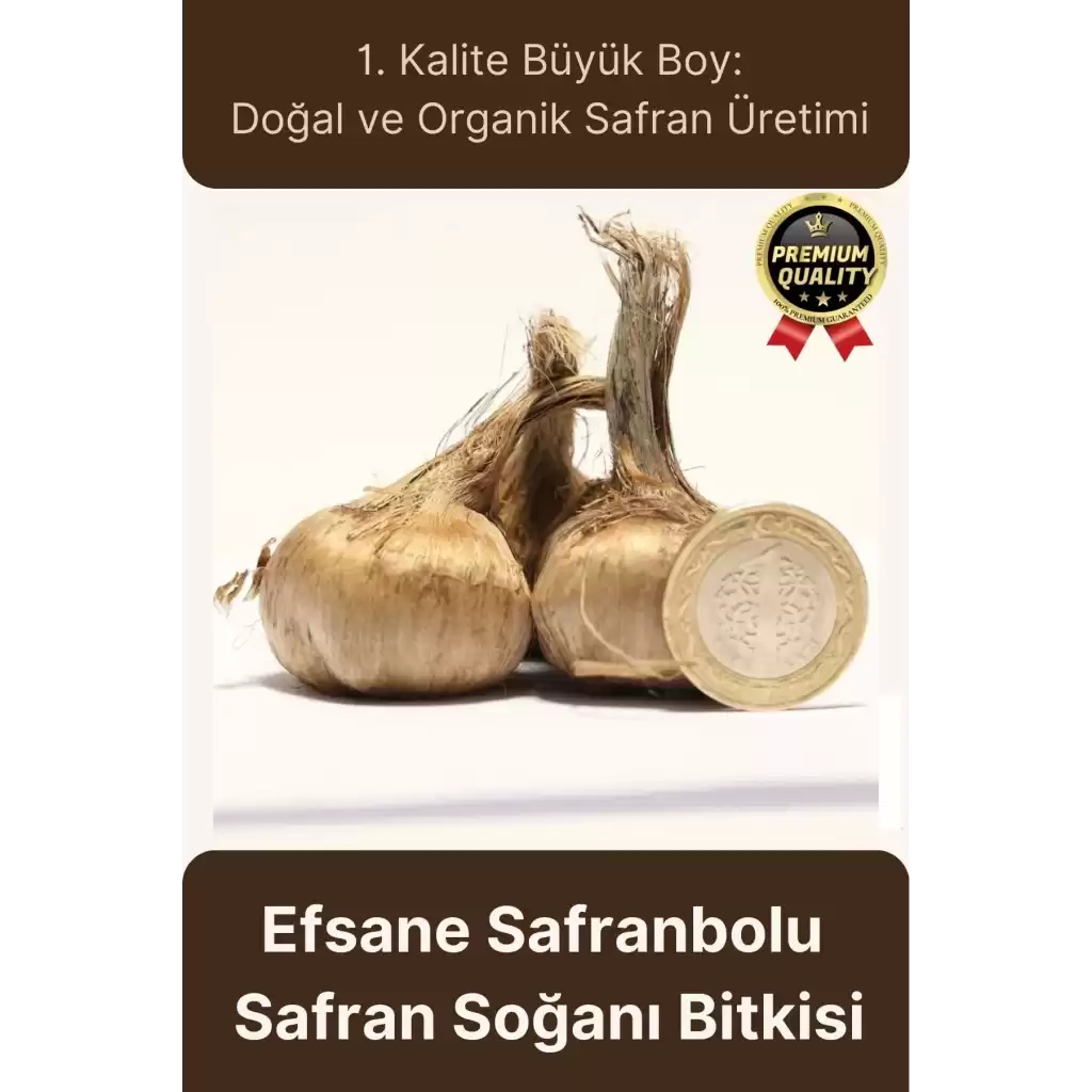 Özel Yerli Üretim Dikime Hazır Büyük Boy 1. Kalite Efsane Safranbolu Safran Soğanı Bitkisi - 1 Adet