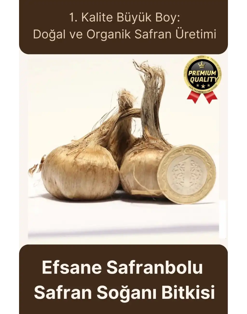 Özel Yerli Üretim Dikime Hazır Büyük Boy 1. Kalite Efsane Safranbolu Safran Soğanı Bitkisi - 1 Adet